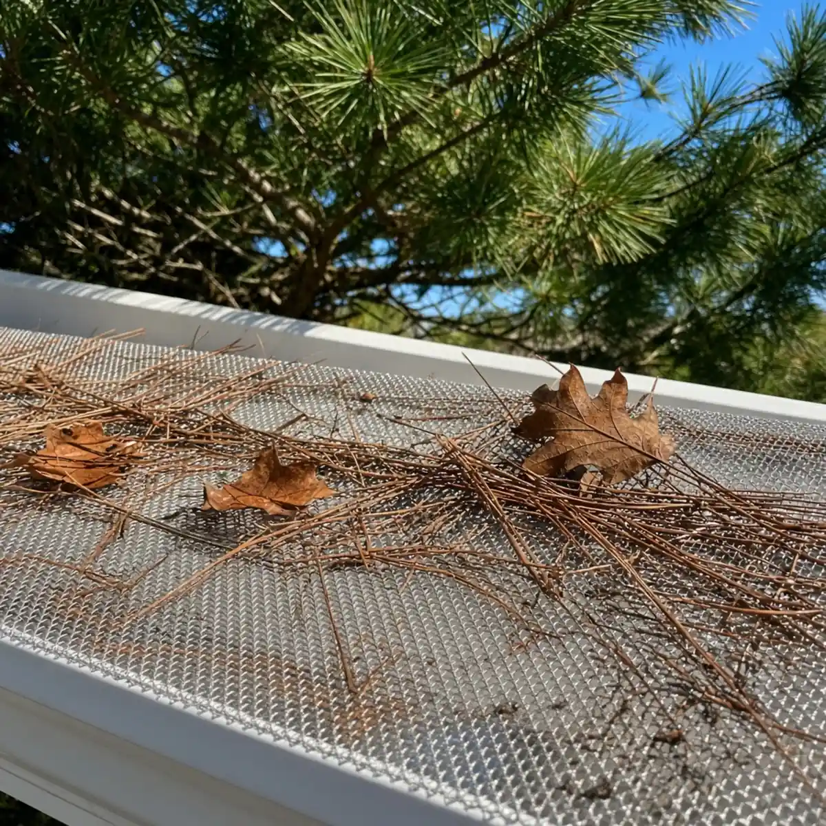 Pine needles resting on top of a micro-mesh gutter guard while the gutter below stays clear